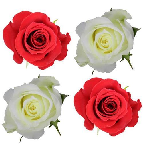 CHRISTMAS PACK 25 -  FREEDOM AND 75 -  WHITE ASSORTED ROSES